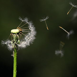 pexels-pixabay-289323.jpg
